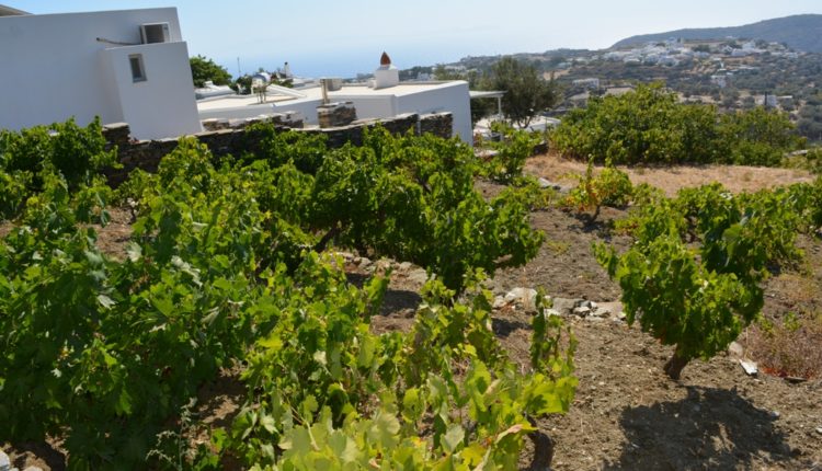vineyards Sifnos