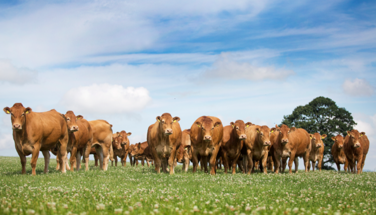 Limousin cow