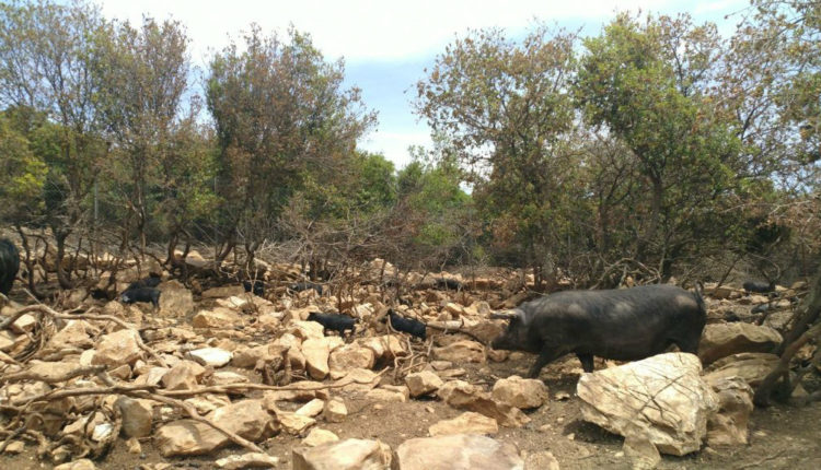 Farma Lafiotaki, Thermo