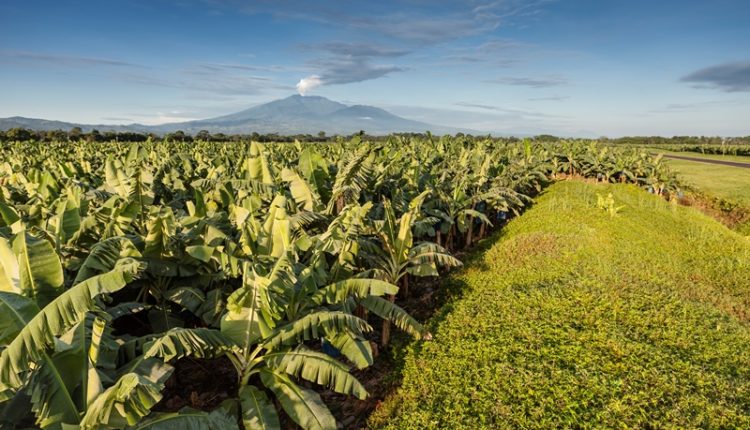 Chiquita landscape_banano plant