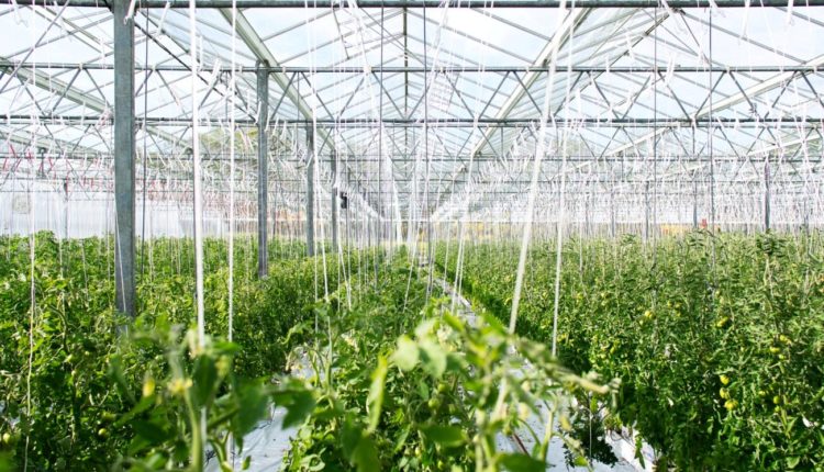 UBS Foor Report 2019 b