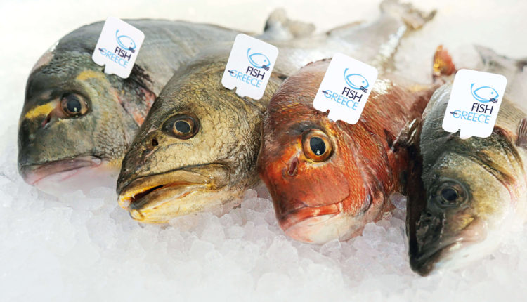 Fish From Greece Tags