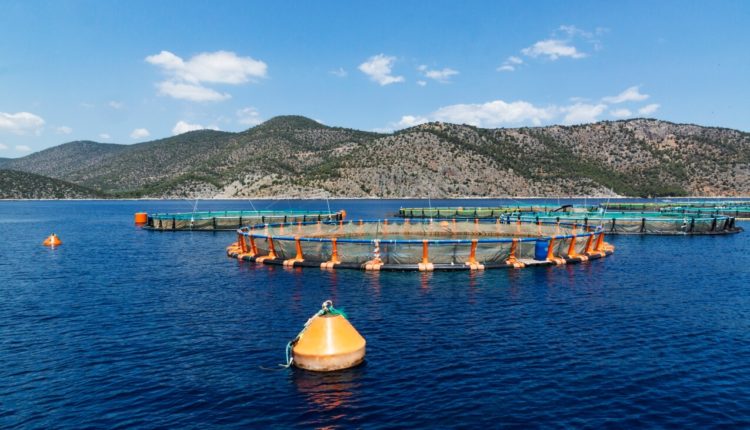 fish factory