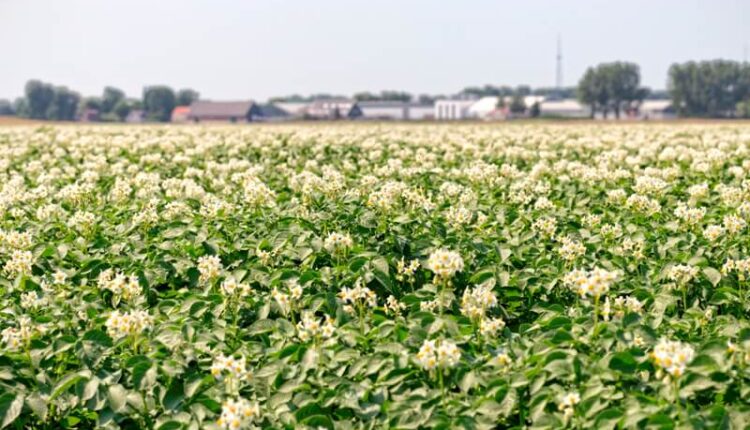 Farm Frites, potato farm