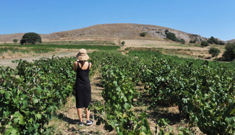 Lemnos vineyards