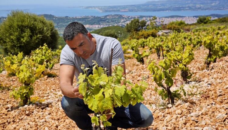 Markadonatos, Gentilini Winery, Kefalonia