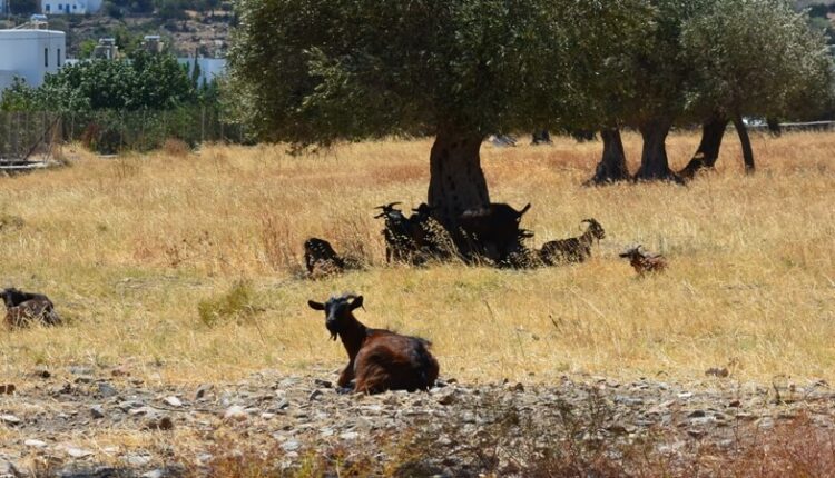 Goat farming